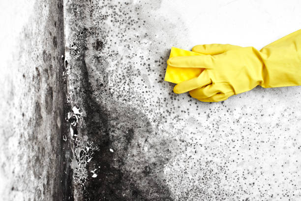 Best Mold Removal Process  in Appalachia, VA
