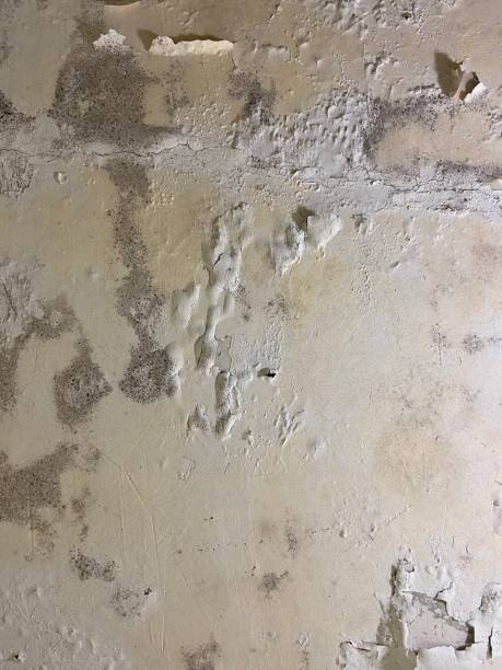 Best Office Mold Removal Services  in Appalachia, VA