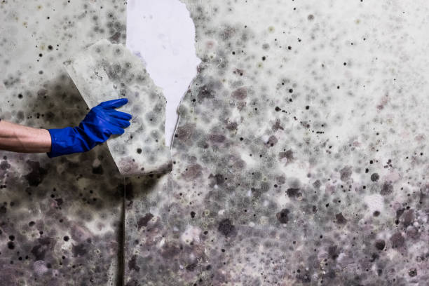 Best Residential Mold Removal  in Appalachia, VA