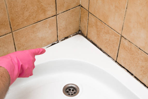 Mold Removal Process in Appalachia, VA